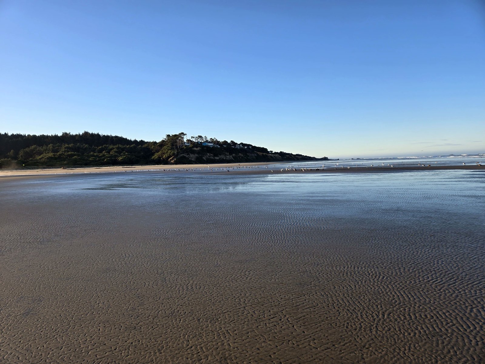 The morning's subject — tide flats, the headland, and first light